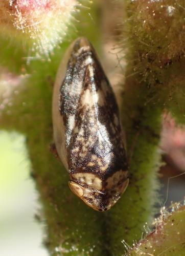Philaenus spumarius